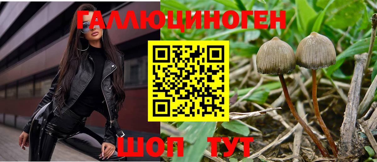 Псилоцибиновые грибы Psilocybine cubensis Куйбышев